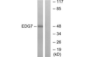 Western Blotting (WB) image for anti-Lysophosphatidic Acid Receptor 3 (LPAR3) (C-Term) antibody (ABIN1852940) (LPAR3 anticorps  (C-Term))