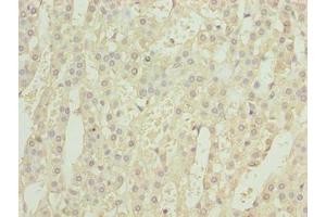 Immunohistochemistry of paraffin-embedded human adrenal gland tissue using ABIN7153761 at dilution of 1:100