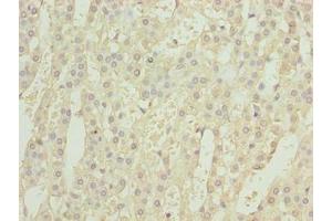 Immunohistochemistry of paraffin-embedded human adrenal gland tissue using ABIN7153761 at dilution of 1:100 (GEMIN6 anticorps  (AA 1-167))