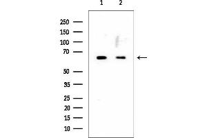 Western blot analysis of lysates from various samples, using SHC Mouse Monoclonal Antibody at 1/1000 dilution.