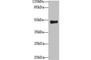 Western blot All lanes: RNF128 antibody at 12 μg/mL + Mouse liver tissue Secondary Goat polyclonal to rabbit IgG at 1/10000 dilution Predicted band size: 47, 45 kDa Observed band size: 47 kDa (RNF128 anticorps  (AA 229-400))