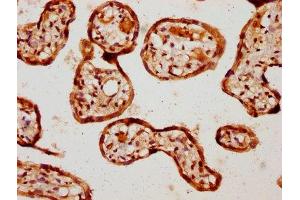 IHC image of ABIN7145704 diluted at 1:1000 and staining in paraffin-embedded human placenta tissue performed on a Leica BondTM system.