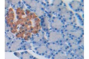 DAB staining on IHC-P; Samples: Rat Pancreas Tissue (PRSS8 anticorps  (AA 124-342))