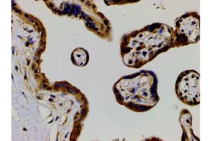 ABIN6277691 at 1/200 staining human placenta tissue sections by IHC-P. (Ephrin B2 anticorps  (C-Term))