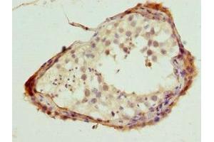 Immunohistochemistry of paraffin-embedded human testis tissue using ABIN7169125 at dilution of 1:100