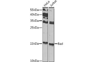 Western blot analysis of extracts of various cell lines, using Bad antibody (ABIN3022202, ABIN3022203, ABIN3022204 and ABIN6218665) at 1:1000 dilution.