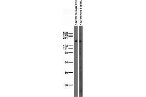 Transfected cell immunoblot: extracts of COS cells transiently transfected with GFP-tagged NR2A, NR2B or untagged Kv2.