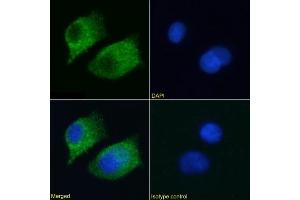 Immunofluorescence staining of A549 cells using anti-RAGE antibody  2A11.
