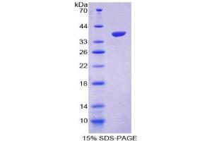 SDS-PAGE (SDS) image for Apelin (APLN) (AA 23-77) protein (His tag,GST tag) (ABIN2122415)