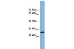 Image no. 1 for anti-serine/arginine-Rich Splicing Factor 12 (SRSF12) (AA 179-228) antibody (ABIN6742016) (SRSF12 anticorps  (AA 179-228))