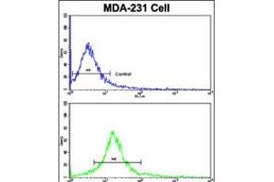 Flow cytometric analysis of MDA-231 cells using DOM3Z Antibody (N-term Y88)(bottom histogram) compared to a negative control cell (top histogram). (DOM3Z anticorps  (N-Term))