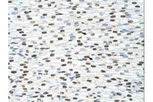 Image no. 1 for anti-Exosome Component 4 (EXOSC4) (N-Term) antibody (ABIN202117)