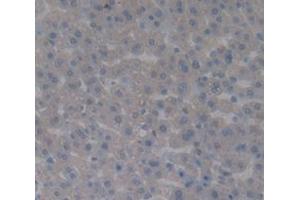 IHC-P analysis of Rat Tissue, with DAB staining. (Complement Factor B anticorps  (AA 34-159))