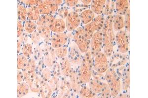 IHC-P analysis of kidney tissue, with DAB staining. (ADAM10 anticorps  (AA 218-445))