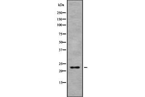 Western blot analysis of HP1gamma using 293 whole cell lysates