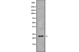 Western blot analysis of HP1gamma using 293 whole cell lysates (CBX3 anticorps  (Internal Region))