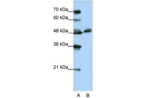 WB Suggested Anti-WDR13 Antibody Titration:  1.