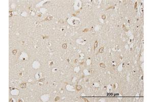 Immunoperoxidase of purified MaxPab antibody to USP3 on formalin-fixed paraffin-embedded human cerebral cortex. (USP3 anticorps  (AA 1-520))