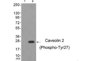 Western blot analysis of extracts from cos-7 cells (Lane 2), using Caveolin 2 (Phospho-Tyr27) Antibody. (Caveolin 2 anticorps  (pTyr27))