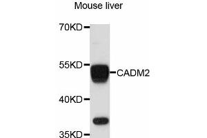 Western blot analysis of extracts of mouse liver, using CADM2 antibody (ABIN4903105) at 1:3000 dilution. (CADM2 anticorps)