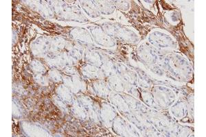 IHC-P Image Immunohistochemical analysis of paraffin-embedded human normal gastric, using Haptoglobin, antibody at 1:100 dilution.
