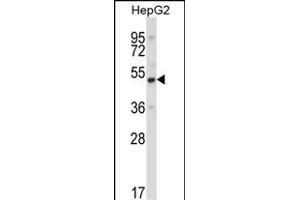 UBP1 Antibody (Center) (ABIN657986 and ABIN2846933) western blot analysis in HepG2 cell line lysates (35 μg/lane). (UBP1 anticorps  (AA 266-295))