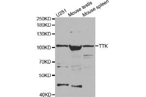Western blot analysis of extracts of various cell lines, using TTK antibody (ABIN5971335) at 1/1000 dilution. (Mps1 anticorps)