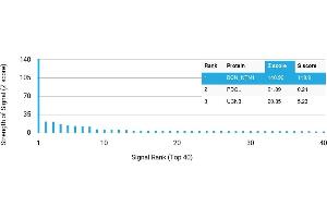 Protein Array (PAr) image for anti-Netrin 1 (NTN1) antibody (ABIN7456323)