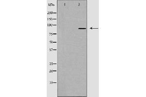 Western blot analysis of extracts from RAW264. (Cadherin 8 anticorps  (Internal Region))