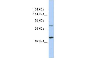 Host: Rabbit Target Name: MGA Sample Type: 721_B Whole Cell lysates Antibody Dilution: 1. (MGA (C-Term) anticorps)
