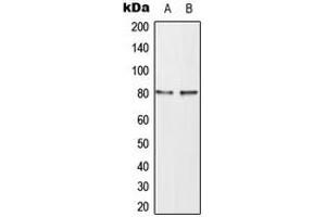 Western blot analysis of TAU (pT498) expression in SHSY5Y (A), mouse brain (B) whole cell lysates.