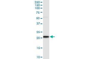 Immunoprecipitation of VSTM2L transfected lysate using anti-VSTM2L MaxPab rabbit polyclonal antibody and Protein A Magnetic Bead , and immunoblotted with VSTM2L purified MaxPab mouse polyclonal antibody (B01P) . (VSTM2L anticorps  (AA 1-204))