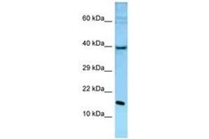 Image no. 1 for anti-Polymerase (DNA Directed), epsilon 3 (p17 Subunit) (POLE3) (C-Term) antibody (ABIN6748321)