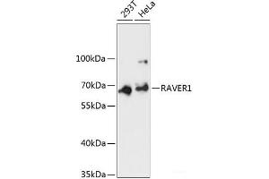Western blot analysis of extracts of various cell lines using RAVER1 Polyclonal Antibody at dilution of 1:3000. (RAVER1 anticorps)
