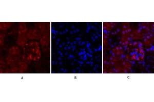 Immunofluorescence analysis of mouse kidney tissue. (Cyclin A anticorps  (AA 190-270))