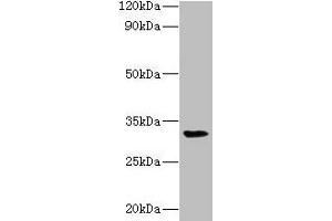 Western blot All lanes: RPSA antibody at 2 μg/mL + Mouse small intestine tissue Secondary Goat polyclonal to rabbit lgG at 1/15000 dilution Predicted band size: 33 kDa Observed band size: 33 kDa (RPSA/Laminin Receptor anticorps  (AA 2-294))