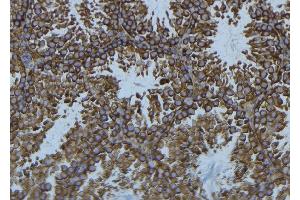 ABIN6276430 at 1/100 staining Mouse testis tissue by IHC-P.