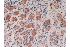 IHC-P analysis of Human Stomach Tissue, with DAB staining. (Caspase 9 anticorps  (AA 331-416))