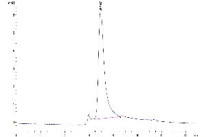 The purity of Human Rankl is greater than 95 % as determined by SEC-HPLC.