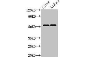 Western Blot Positive WB detected in: Mouse liver tissue, Mouse kidney tissue All lanes: PNLIPRP3 antibody at 3.