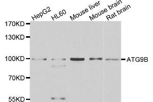 Western blot analysis of extracts of various cell lines, using ATG9B antibody. (ATG9B anticorps)