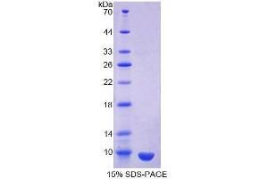 SDS-PAGE analysis of Human Clara Cell Protein 16 Protein. (SCGB1A1 Protéine)