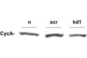 Western Blotting (WB) image for anti-Cyclin A2 (CCNA2) antibody (ABIN97945) (Cyclin A anticorps)