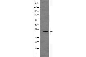 Western blot analysis of OR51E2 Antibody expression in JK cells lysates. (PSGR anticorps  (Internal Region))