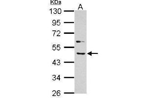 WB Image Sample (30 ug of whole cell lysate) A: A431 10% SDS PAGE antibody diluted at 1:1000 (BMP4 anticorps  (C-Term))