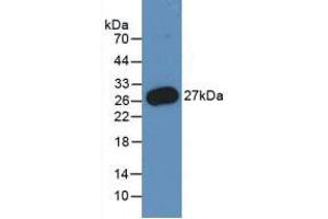 Figure. (PMP22 anticorps  (AA 31-133))