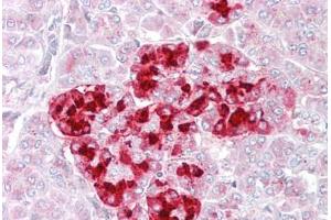 Anti-IGFBP7 antibody IHC staining of human pancreas. (IGFBP7 anticorps  (AA 194-207))