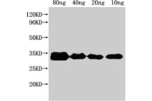 anti-NFUA (AA 1-191) antibody