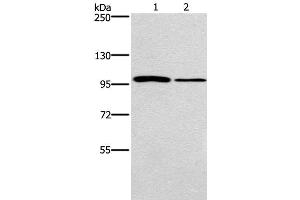 Western Blot analysis of NIH/3T3 and A172 cell using CARD14 Polyclonal Antibody at dilution of 1:800 (CARD14 anticorps)