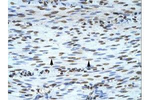 Image no. 1 for anti-Lysine (K)-Specific Demethylase 3A (KDM3A) (AA 1252-1301) antibody (ABIN202983)